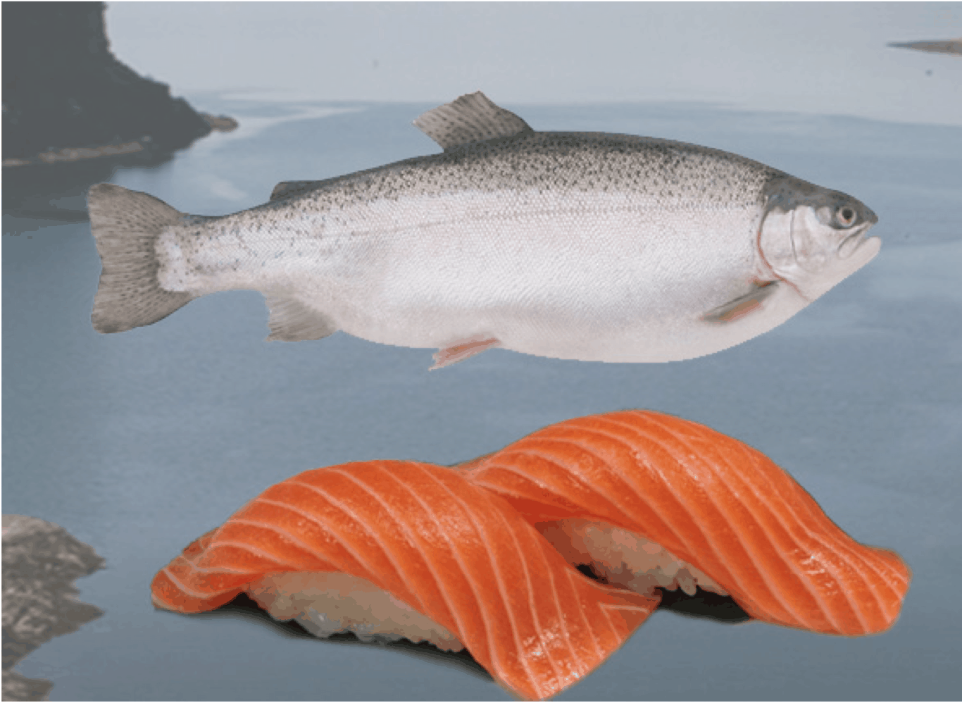 Loch Etive Steelhead Trout New Frontiers Natural Marketplace