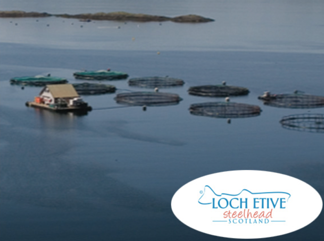 Loch Etive Steelhead Trout New Frontiers Natural Marketplace