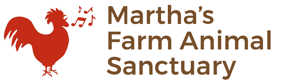 5% Friday: Martha’s Farm Animal Sanctuary